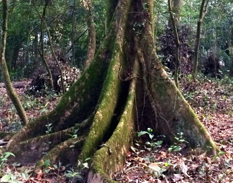 这种陡削突起的树根,植物学上称为"板根现象".