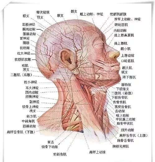 1.何谓人体解剖学姿势?