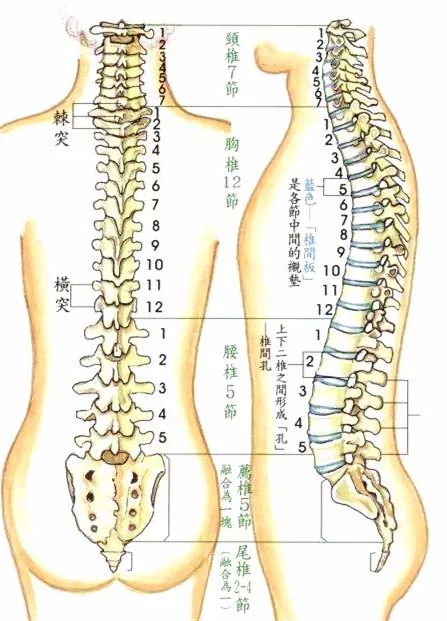 我们按脊柱的不同部位将这根长长的骨头从上到下分为: 颈椎,胸椎,腰椎