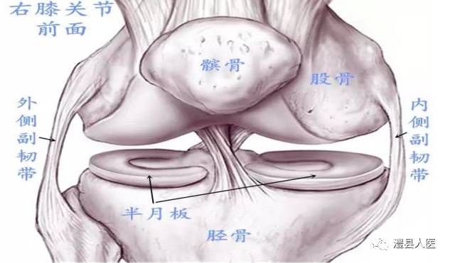 正常膝关节解剖示意图