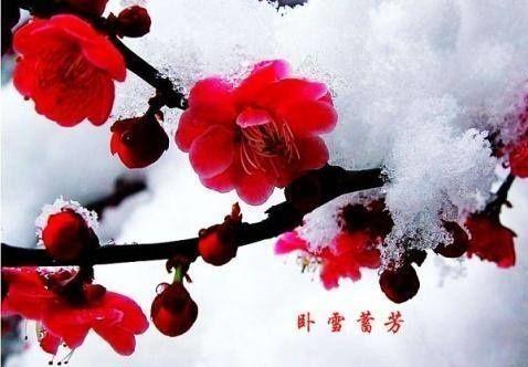 寒梅雪中俏颜开,尽把芬芳展崖台