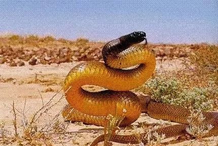 世界十二大恐怖毒蛇,胆小别看图