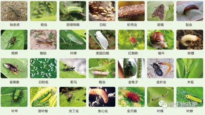 【干货】害虫分类,杀虫剂分类速查表