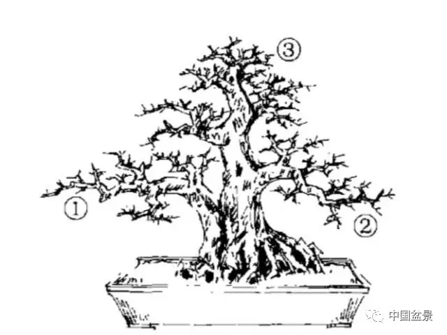 曾宪烨单干大树型盆景造型技法