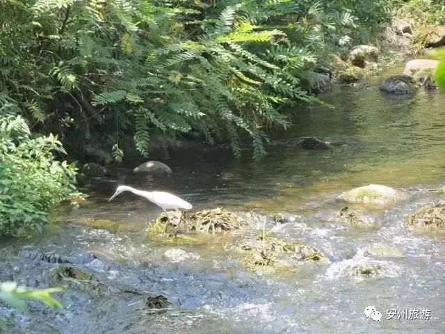 秀水镇人口_秀水镇