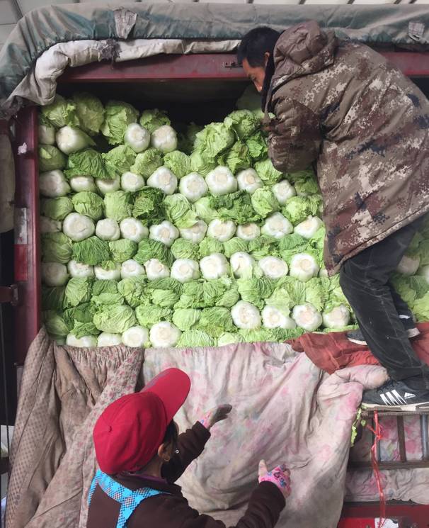 川哥效率杠杠的, 今天上午一大车白菜就到库房了, 大白菜卸车,现装袋