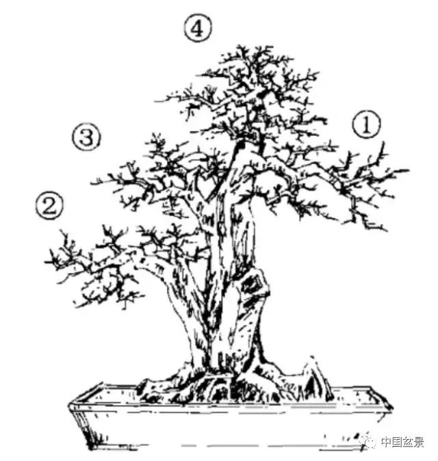 曾宪烨单干大树型盆景造型技法