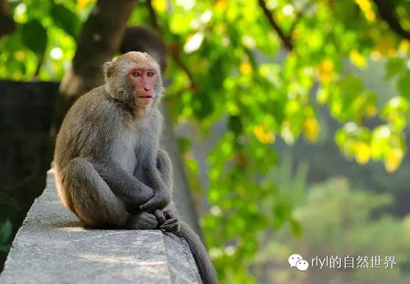 【rlyl物种说】今日-台湾猕猴(formosan rock macaque)