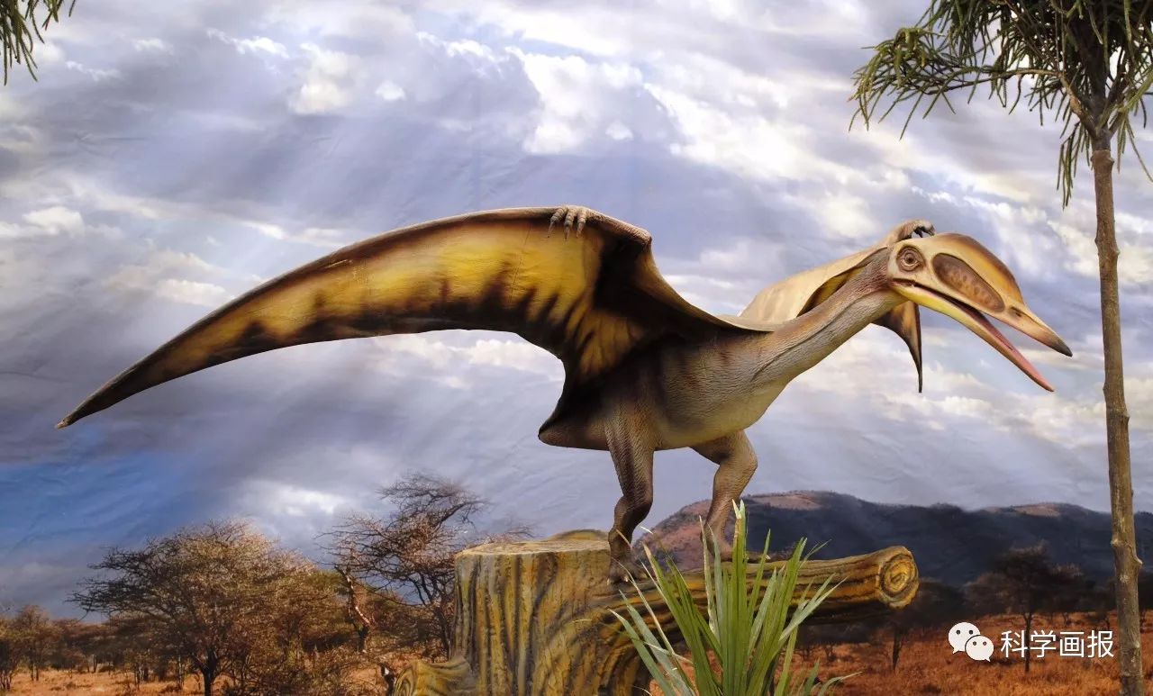 恐龙的邻居还有翼龙和海龙,翼龙占据着天空,海龙占据着海洋.