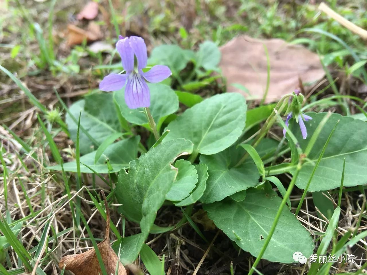 毛毛虫的食物——紫花地丁