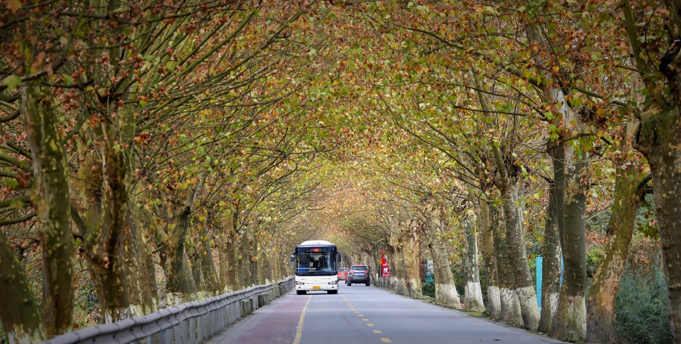 成都温江最美的梧桐大道,犹如隧道一般美丽!