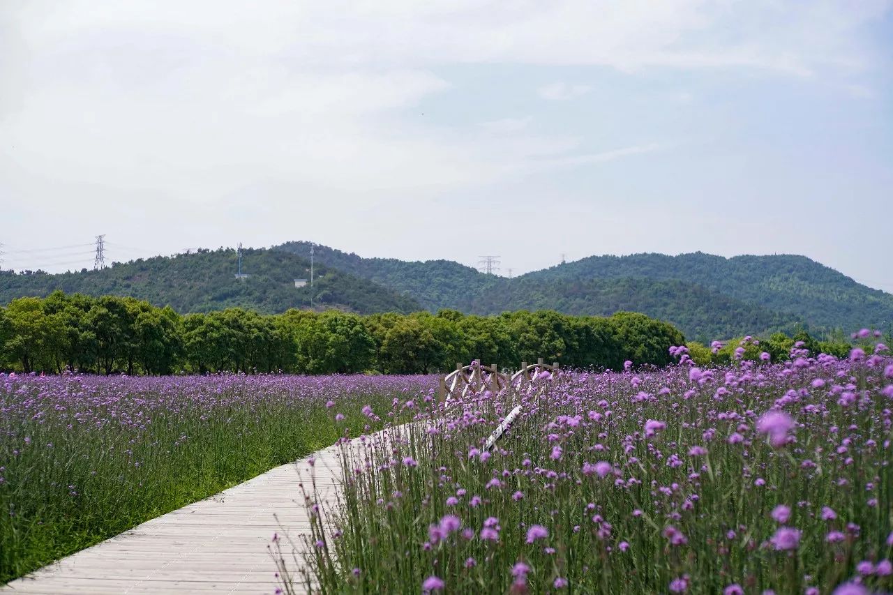 荪湖花海(花期6~8月)