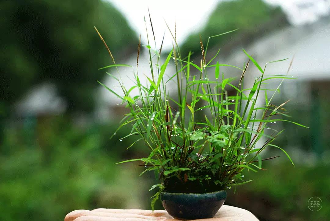 野草流行时间早于小品盆景山野草的市场规模竟然超过盆景在日本韩国