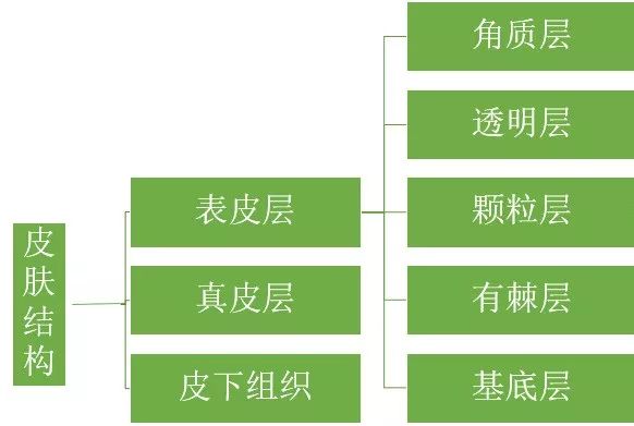 人体皮肤结构人体皮肤可以分为三大层,五小层,三大层从内到外依次为