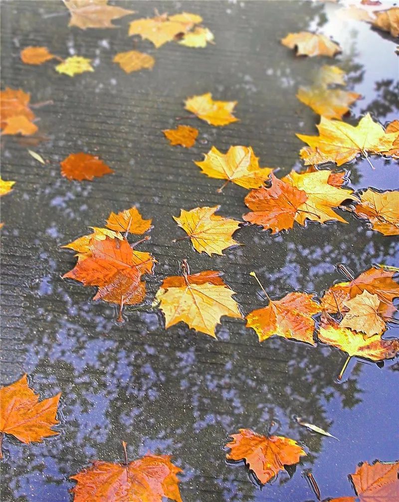 落叶是秋天最美的诗,来读一读茸城深秋的这些诗吧!