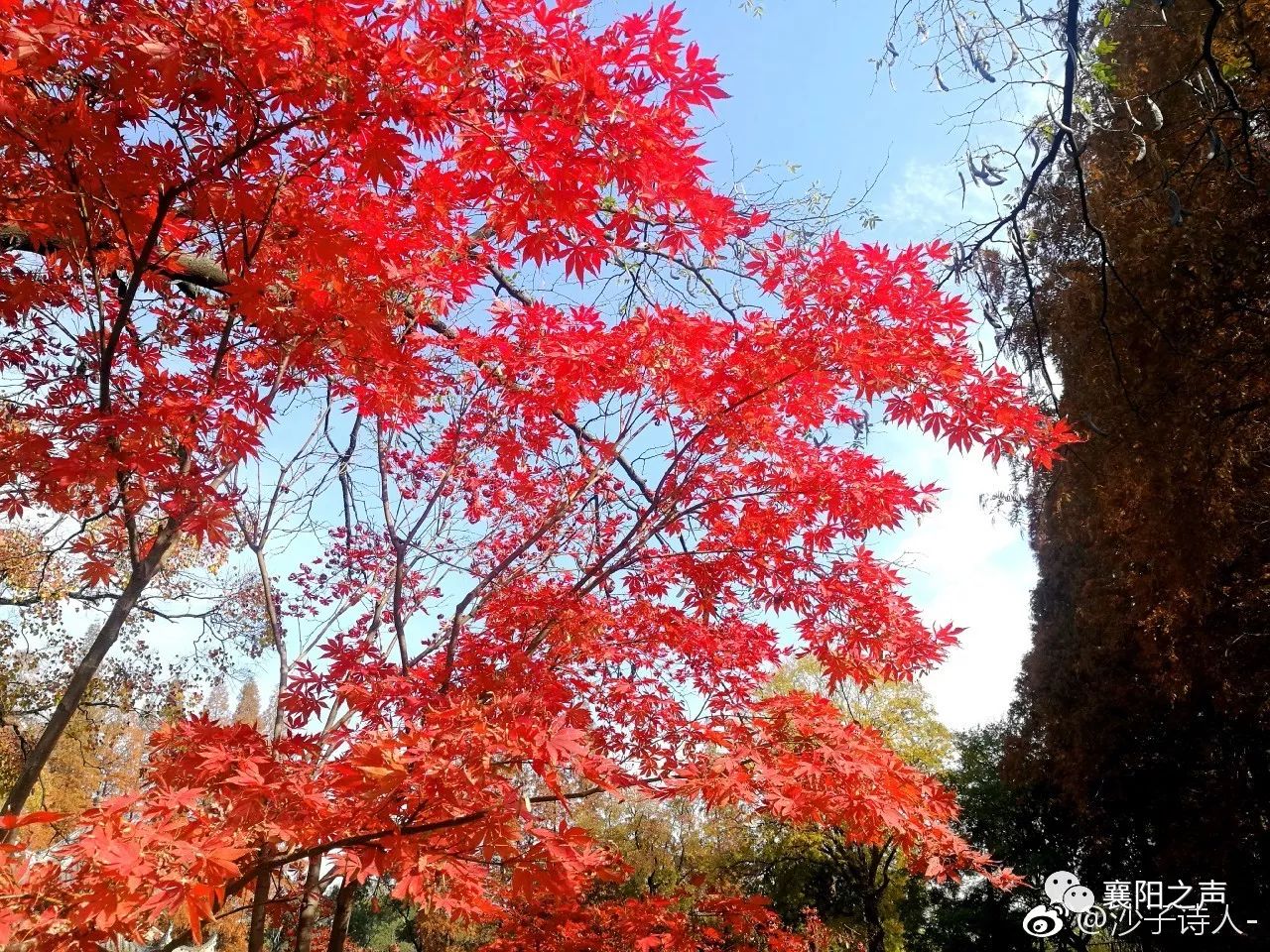 红叶五彩缤纷,更胜香山.