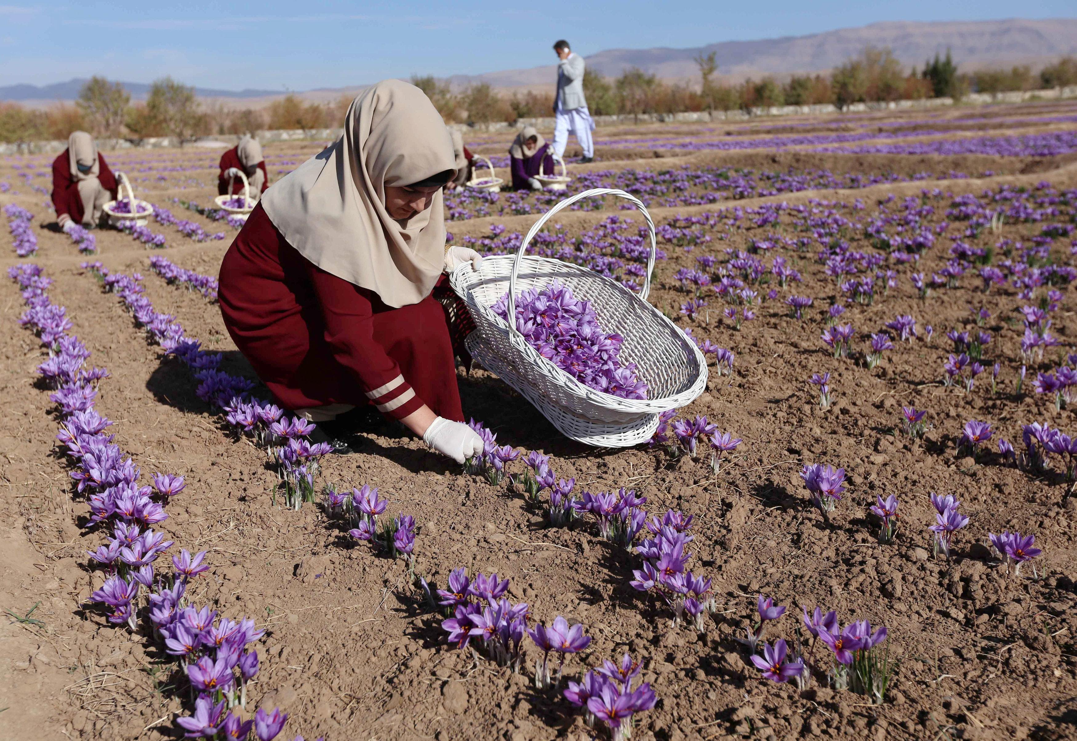 阿富汗农民:不种罂粟改种藏红花,年产30公斤净赚300万