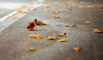 为了这秋天的美景,落叶不扫.