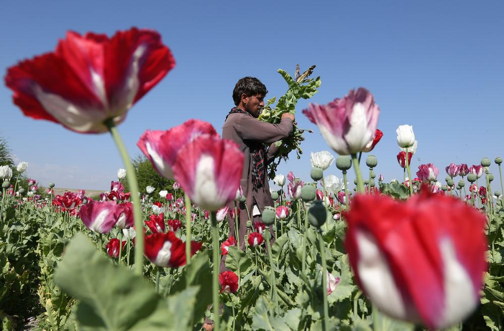阿富汗农民：不种罂粟改种藏红花，年产30公斤净赚300万