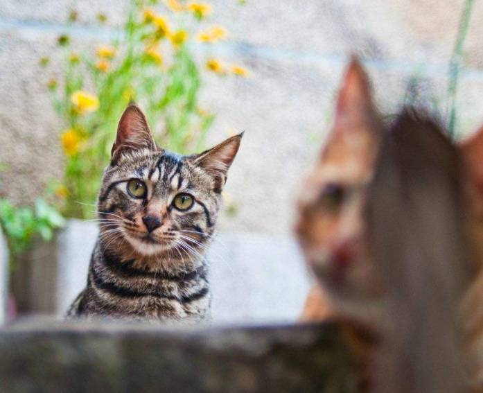 如果猫会对你做这几件事 那么恭喜你 你家猫很爱你