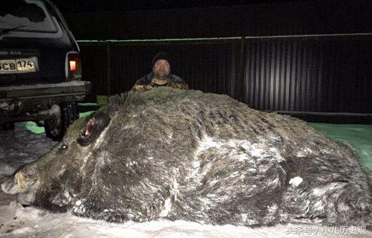 500公斤的巨型野猪有多大,恐怖獠牙敢于狮虎抗衡