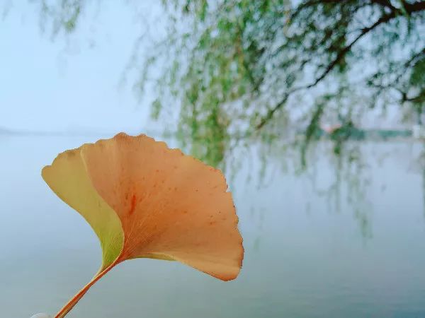 溯古,李清照的《瑞鹧鸪·双银杏》词曰"风韵雍容未甚都,尊前柑橘可为