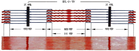 2017年体育教师资格笔试运动生理学—骨骼肌机能深层知识点精编