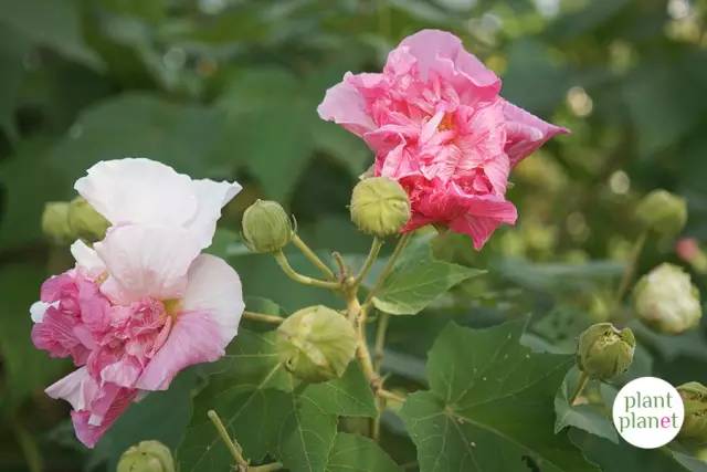 都说美女出水芙蓉所以芙蓉花到底长啥样