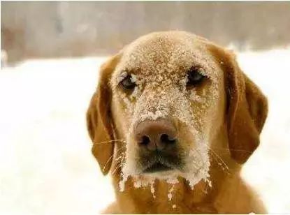 狗狗被拴在-29℃室外冻的发抖,流浪汉用身体给他取暖!