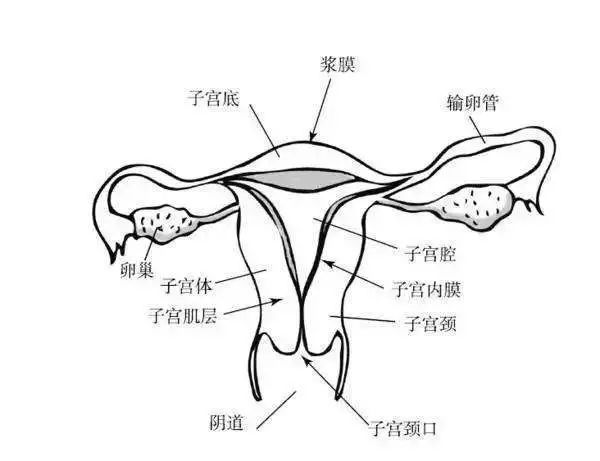 01.着床的土壤——子宫