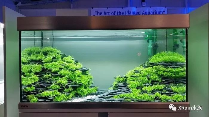 欧洲水草造景艺术大赛大缸组250升草缸作品欣赏