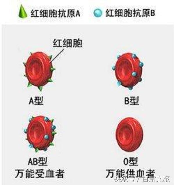 我国o型血人口占的比的_人口普查(2)