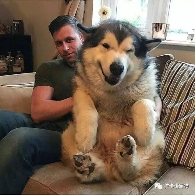要什么男朋友,有这只超大的狗子就够了