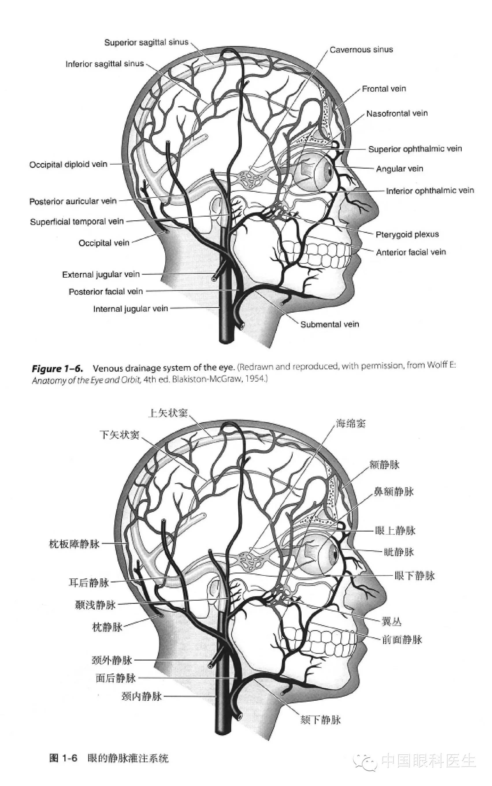 眼科解剖图:中英对照