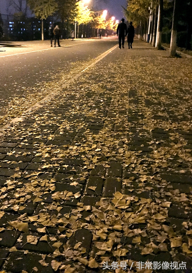 落叶满地的那个夜晚,我们一起从银杏大道走过