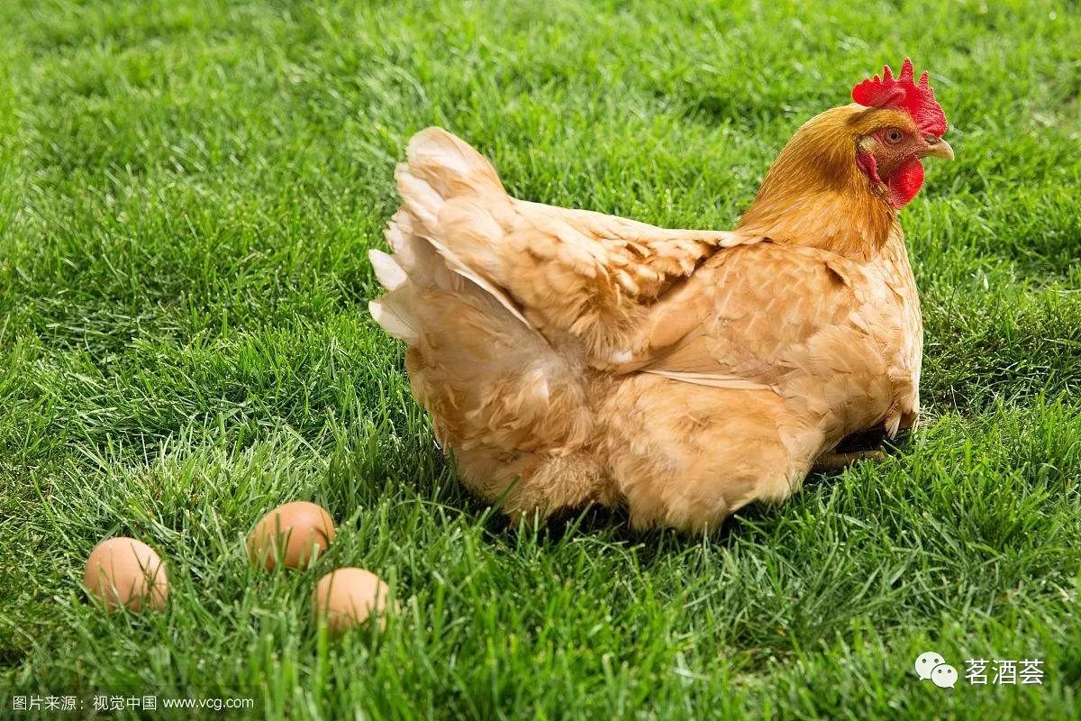超生动|家禽生殖系统结构和禽蛋形成过程_输卵管