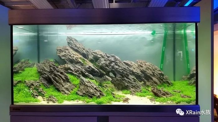 欧洲水草造景艺术大赛大缸组250升草缸作品欣赏