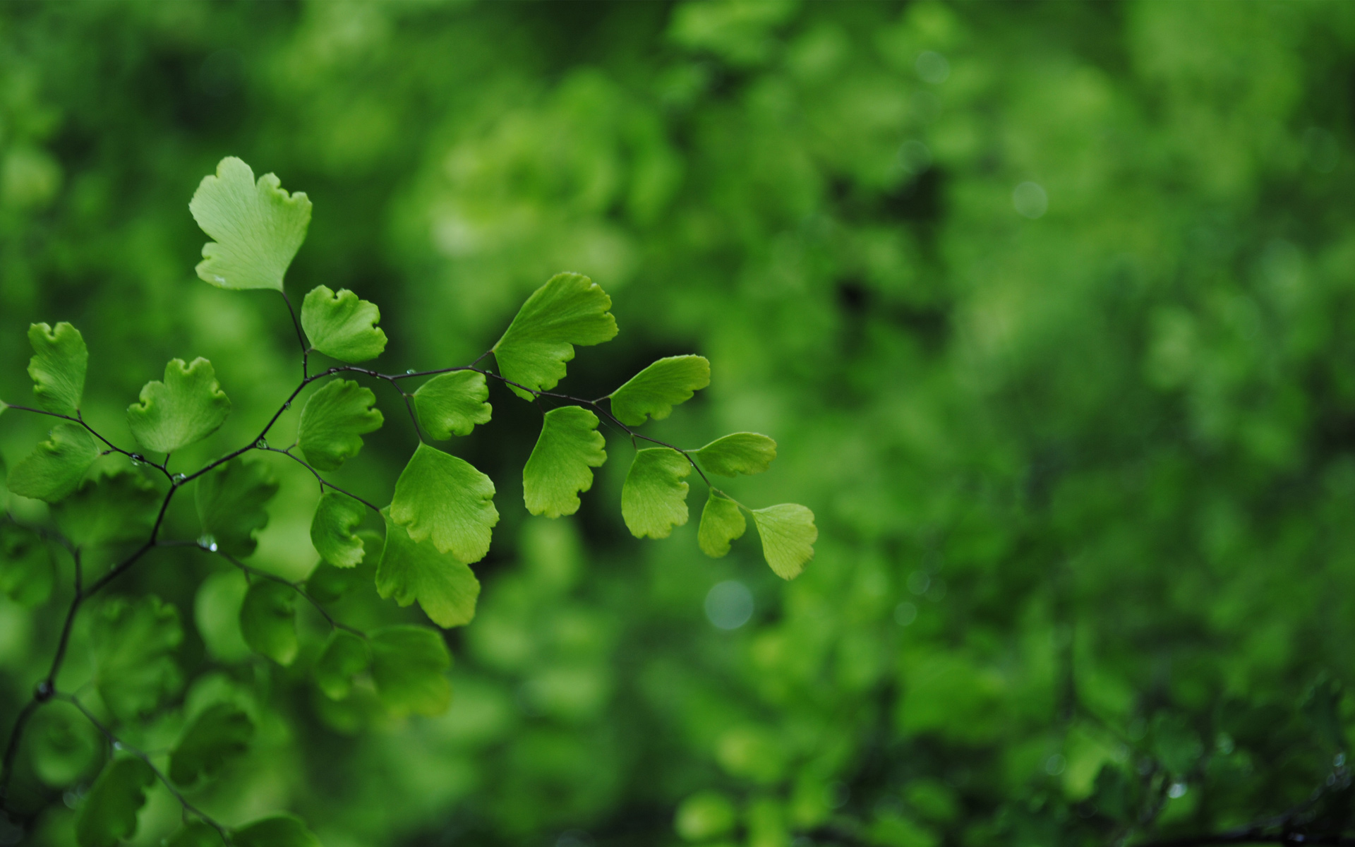 绿色植物|摄影|小品|winop546 - 原创作品 - 站酷 (ZCOOL)