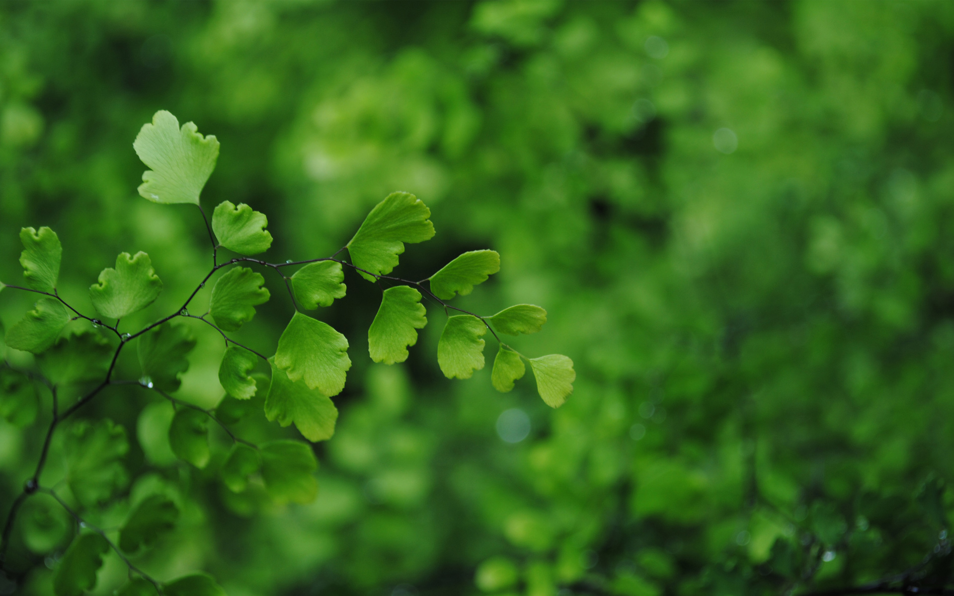 绿色植物壁纸摄影图__花草_生物世界_摄影图库_昵图网nipic.com