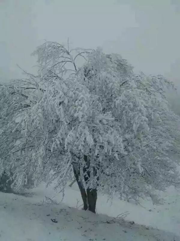 看雪不需到东北,北川又下雪,美到炸!