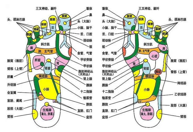 把一些高清的图片分解,把我们服务流程里的足底部,足内侧,足外侧,足背