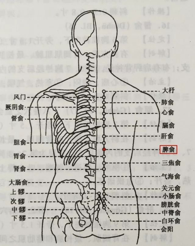 胃俞  