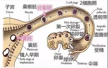 如果此时进行移植,那么这个胚胎被称为鲜胚,对应的移植过程称为鲜胚