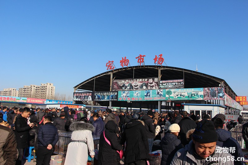 随着人们物质生活的提高,宠物市场在近几年迅猛发展,也带动了辽宁鞍山