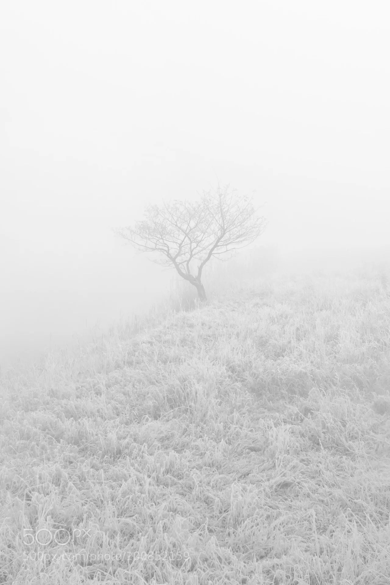 雪暗凋旗画,风多杂鼓声. 宁为百夫长,胜作一书生. 译注