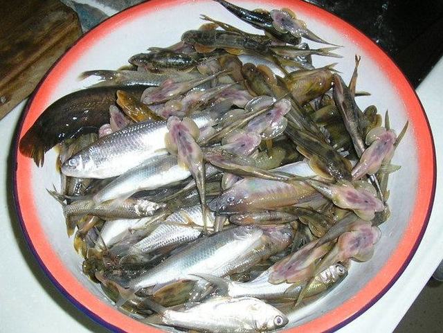 四川岷江,几年前捞起一盆鱼,其中几种,可能已经消失
