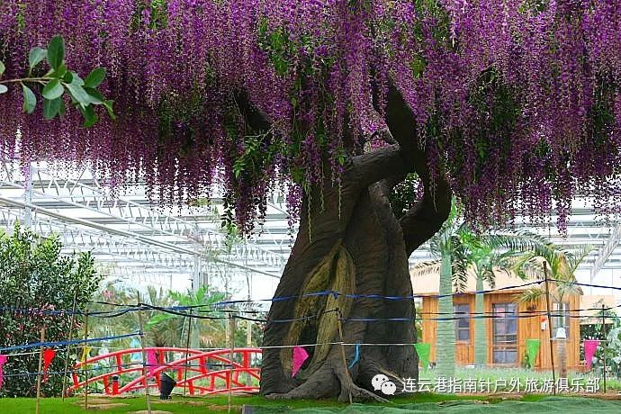 临沂龙园基地婚纱景点_临沂龙园景点平面图(2)