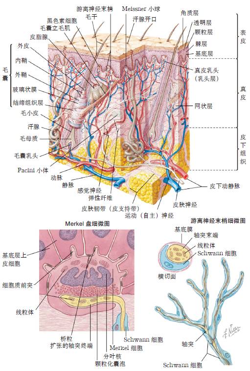 毛囊与皮脂腺和汗腺相连.绝大部分皮肤表面有毛.