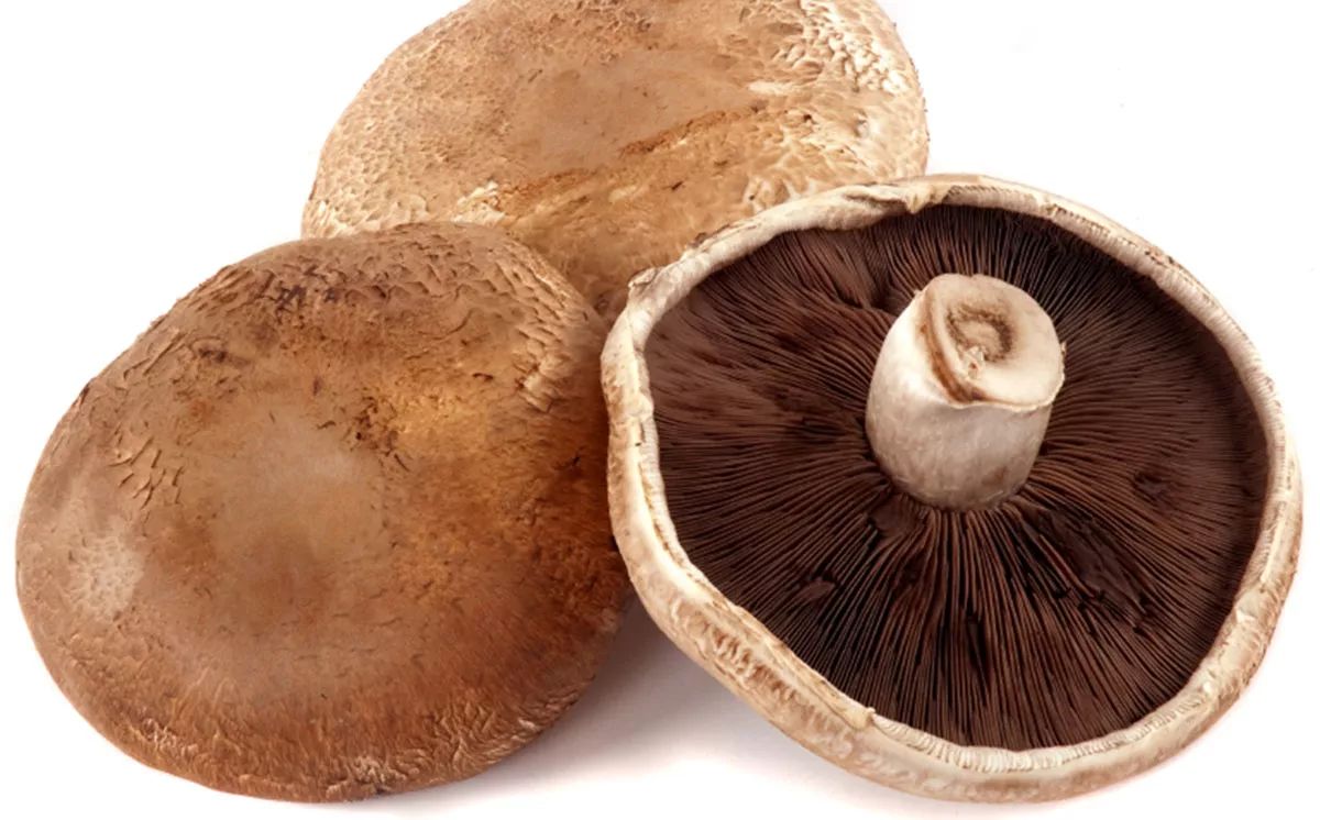 菌菇赛肉丨大蘑菇小蘑菇你喜欢哪种菇