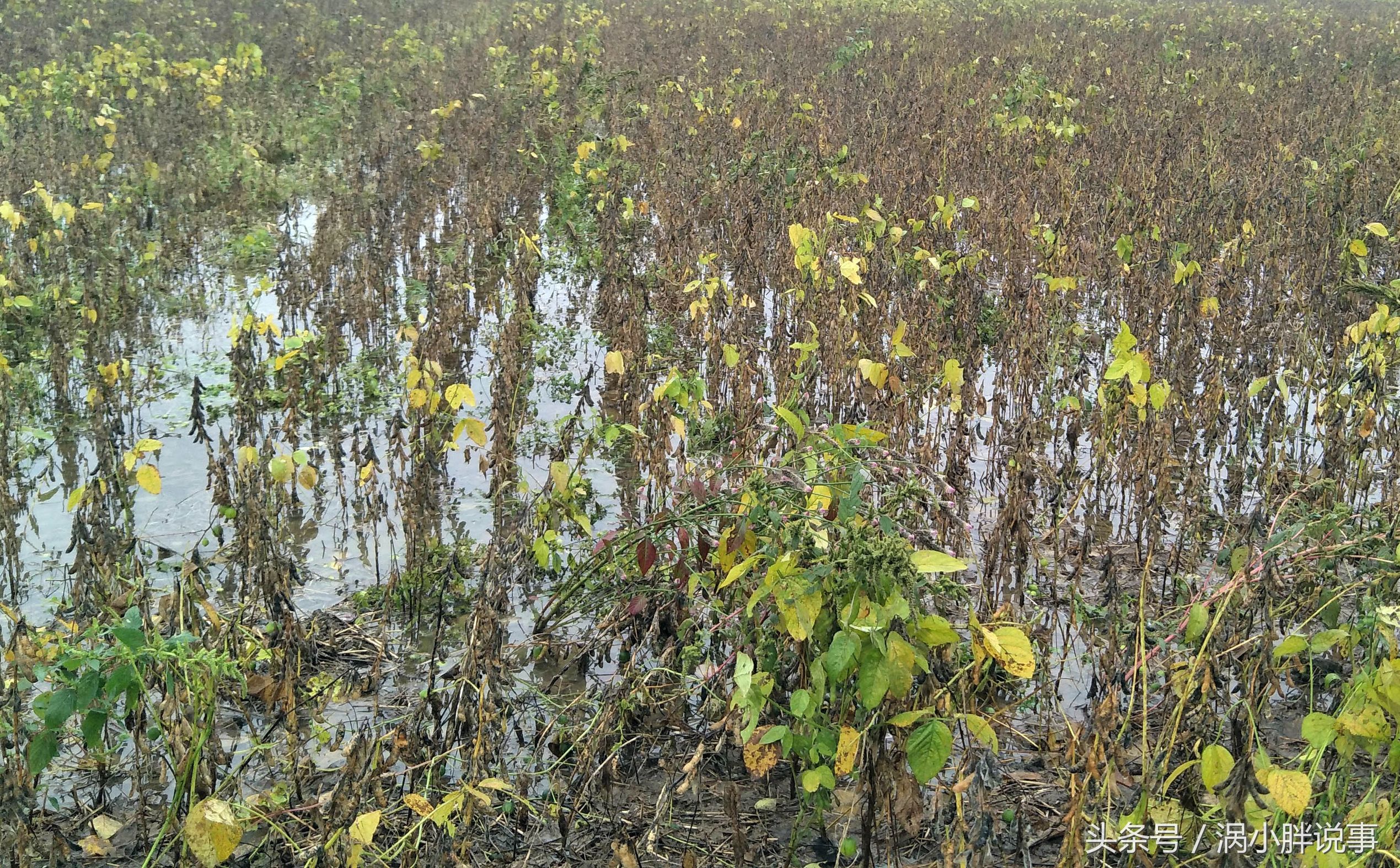 老农种黄豆遭连阴雨大面积受灾减产如今种小麦又遭遇干旱天气